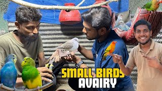 SMALL BIRD AVIARY SET KR LI NEW PARROT BHI AGYE😍 [upl. by Levesque167]