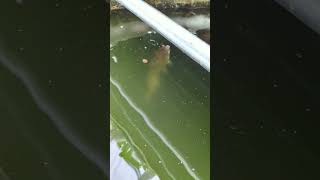 bullheads are pretty chill this morning aquaponics aquaculture fish [upl. by Pieter339]