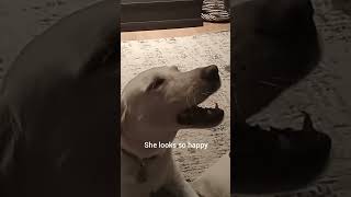 Happy Stella labrador dog funny pets petlover doglover [upl. by Crow]