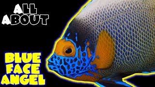 All About The Blue Face Angelfish [upl. by Ford]