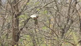 Corythaixoides leopoldi  Turaco carinegro  black faced go away bird [upl. by Sidell]