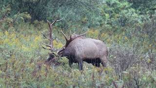 The Elk of Benezette Pennsylvania 2024 [upl. by Sonitnatsnok]