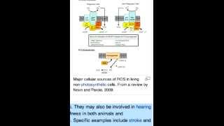 Reactive oxygen species [upl. by Ahseem]