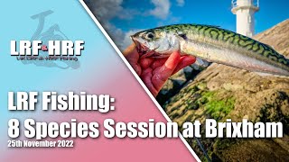 LRF Fishing At Brixham 8 Species In One Session [upl. by Touber]