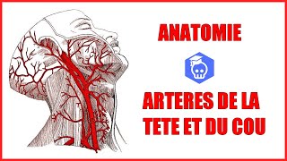 Anatomie des artères de la tête et du cou  Présentation générale [upl. by Finn]