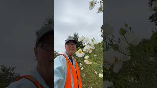 Matilija Poppy Fried Egg Plant Flowers Romneya coulteri shorts [upl. by Elamef]