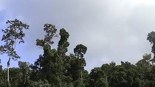 Tudom LumadManobo chant sa ALCADEV 2006 [upl. by Airelav]