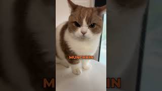 Why is the munchkin cat so unhappy 😔 [upl. by Rodie]