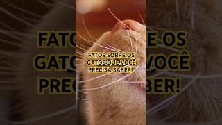 3 FATOS SOBRE OS GATOS [upl. by Laureen130]