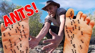 STUNG by 500 Fire Ants  Bullet Ant Sting ULTIMATE ANT STING [upl. by Hodess]