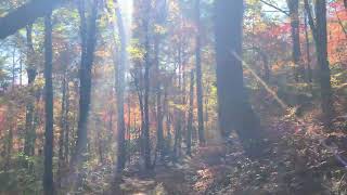 Cades Cove Rich Mountain Loop Trail Fall Color Hike 10 24 24 [upl. by Aluor]