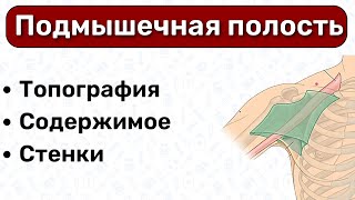 Подмышечная полость топографическая анатомия верхней конечности топография подмышечной полости [upl. by Aicak130]