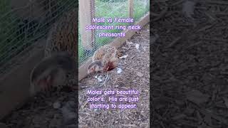 Our Adolescent Ring Neck Pheasant starting to get their beautiful colors ringneckpheasant [upl. by Mahgirb]