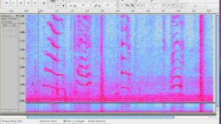 Exploring Audacitys Spectrogram View [upl. by Hairym]