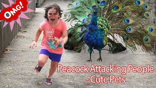 Funny PETS Peacock Attacking People  Funniest Animals Videos 2019 P1  Cute Pets [upl. by Amalea]