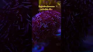 Faszination Meerwasser Aquarium aquarium fyp youtubeshorts corals reef reeftank [upl. by Aynna]