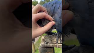 Hyacinth Macaws enjoy some satisfying pin feather pops [upl. by Begga]