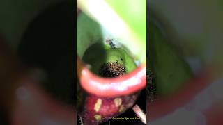 Nepenthes eating thousands of ants at night 🐜nepenthes pitcherplants carnivorousplants nepenthez [upl. by Tnilf]