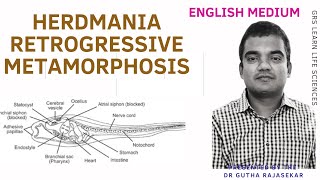 Herdmania retrogressive metamorphosis ascidian tadpole larva urochordata metamorphosis NEET [upl. by Riplex]