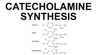 Catecholamine Synthesis [upl. by Ahsenac]