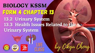 132 Urinary System amp 133 Health Issues Related to the Urinary System [upl. by Sevein]