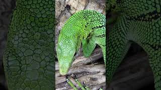 IS THIS SPIRALTAILED LIZARD PRETTY TO YOU SABZI The Green Tree Monitor Lizard shorts [upl. by Nethsa]