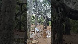 Banyan tree of Auroville [upl. by Downall863]