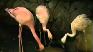 Ethology Practice Videos Flamingos Instantaneous Sampling [upl. by Michail878]