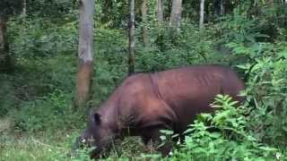 Sumatran Rhino Andatu eating in Way Kambas NP [upl. by Lette261]