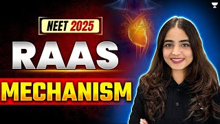 RAAS Mechanism  Excretory Products and their Elimination NEET 2025  Apeksha Singh neet2025 [upl. by Nylrem327]