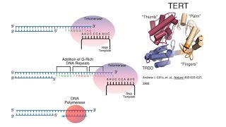 The Science of Wistar Targeting Telomerase in Cancer [upl. by Loraine]