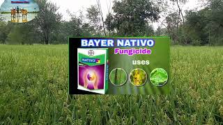 nativo fungicide bayer nativo fungicide टेबुकोनाज़ोल50 ट्राइफ्लोक्सीस्ट्रोबिन 25 WGbayar nativo [upl. by Devonne]