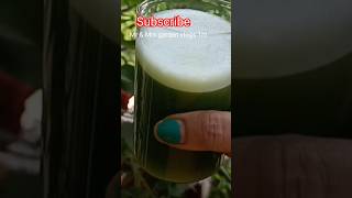 🔴 Best homemade solution for insects pest spider mites for any plants youtubeshorts [upl. by Dobrinsky]