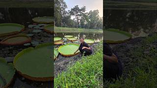 Makhana Plant 🌷 মাখানা আর পদ্ম গাছের তফাৎ 😱 makhana lotus lotusseed trending plantation viral [upl. by Menis]