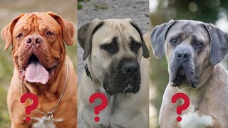 Why did I choose BOERBOEL over a Cane Corso or Dogue de Bordeaux [upl. by Lertram]