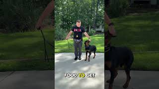 How To Train a Rottweiler to Walk The Plank [upl. by Kryska823]