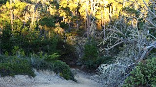 The Sound of Pacific Tree Frogs [upl. by Adiaz]