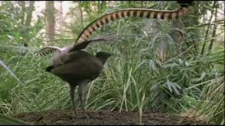 Lyrebird Imitating Manmade Sounds in Forest [upl. by Anivlac]