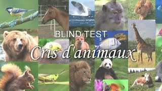 BLIND TEST  Cris danimaux [upl. by Smeaj]