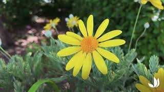 Leuryops dor ou marguerite des Savanes  Truffaut [upl. by Agnella]