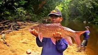 Fishing for Malaysian Mahseer at Pahang National Park [upl. by Eugatnom]