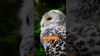 KnowledgeIsPowerquotThe Unique World of Owls Natures Mysterious Huntersquotyoutubeshortstrending [upl. by Orten]