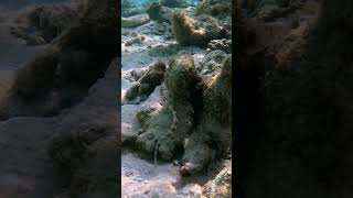 Finally the elusive pipefish maldives freediving diving rasdhoo [upl. by Akyssej]