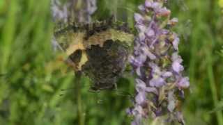 Orchid pollination 4 Pollination of Gymnadenia conopsea by the Small Turtoiseshell Aglais urticae [upl. by Eilahs]