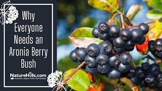 Why Everyone Needs an Aronia Berry Bush  NatureHillscom [upl. by Nylcoj]