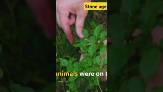 How did stone age people live ancienthistory shortsfeed facts ancients historystone age [upl. by Martainn]