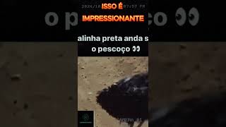 ISSO É IMPRESSIONANTE [upl. by Aela]