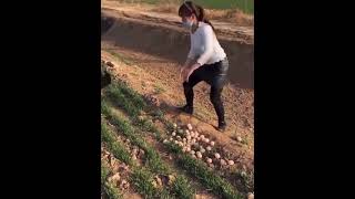 ANGRY Peacock ATTACKS woman trying to steal its eggs Who wonshortsviralanimalattacks [upl. by Wehtam]