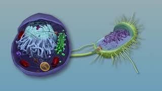 Visible Biology Bites  Prokaryotic vs Eukaryotic Cells [upl. by Led]