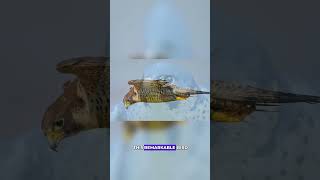 The Unbelievable Speed of the Peregrine Falcon shorts shortsfeed youtubeshorts [upl. by Annadiana]